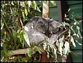 Australia 2006---06-02-01 Sleeping koalas in Lone Pine Koala Sanctuary which we visited.jpg