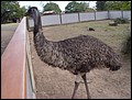Australia 2006---06-02-05 National bird of Australia - emu.jpg