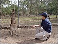 Australia 2006---06-02-06 Another national animal of Australia - kangaroo.jpg