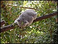 Australia 2006---07-02-04 We finally saw koalas moving and eating eucalypt leaves.jpg