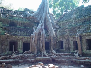 Cambodia 2006 --- Day 02-05 Ta Prohm --- 05 A giant tree covering a sanctuary in Ta Prohm Temple in Angkor area.jpg
