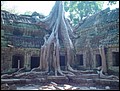 Cambodia 2006 --- Day 02-05 Ta Prohm --- 05 A giant tree covering a sanctuary in Ta Prohm Temple in Angkor area.jpg