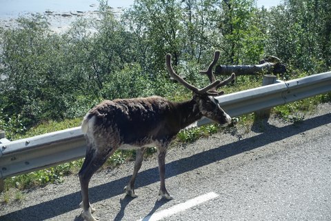 D07-01-02 A reindeer seen on the way from Norway to Finland.JPG