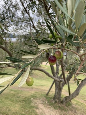 02-08-04_An olive tree with olives ripening.jpg