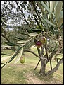 02-08-04_An olive tree with olives ripening.jpg