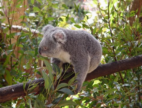 Australia 2006---05_Koala - a kind of unique animal in Australia.JPG