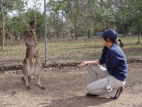 Australia 2006---07_A national animal of Australia - kangaroo.jpg