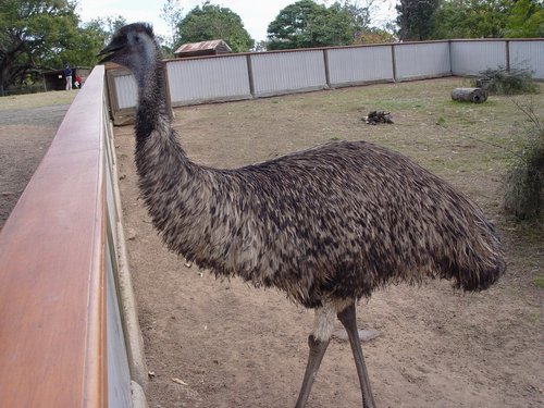 Australia 2006---08_Another national bird of Australia - emu.jpg