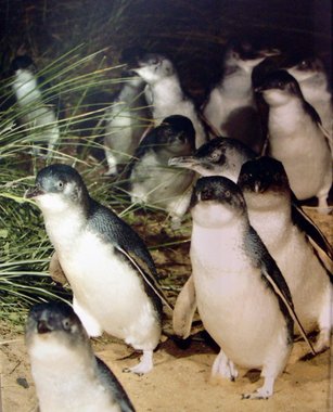 Australia 2006---09_Fairy penguins seen in Philip Island near Melbourne (taken from an AD).jpg