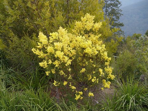 Australia 2006---10_A goldem wattle (national flower of Australia) seen at Echo Point in Blue Mountains.jpg