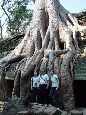Cambodia 2006 --- 07 Giant tree root in Ta Prohm Temple in Angkor area.jpg
