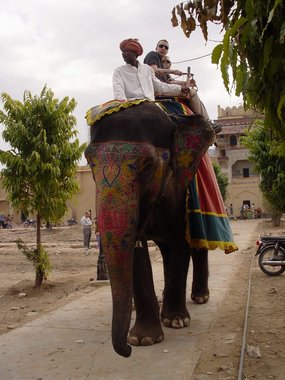 India 2007 - Special topics --- 02-03 Transportation tools (a rented elephant).jpg