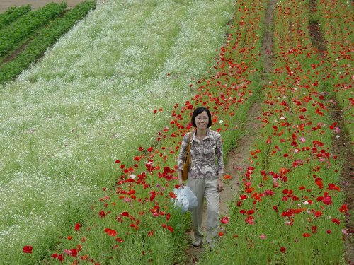 Japan 2004 --- 12 Before a poppy flower field in Tomita Farm.JPG