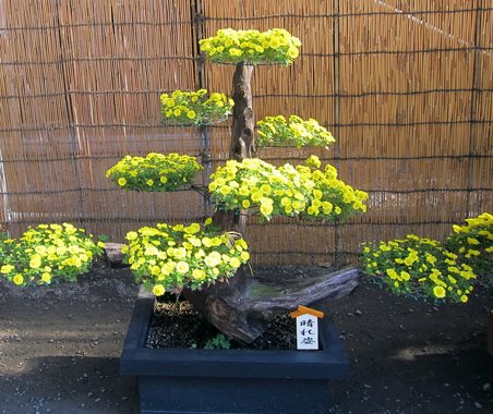 Japan 2014---03-03F-01_A potted chrysanthemum on a wooden branch.JPG