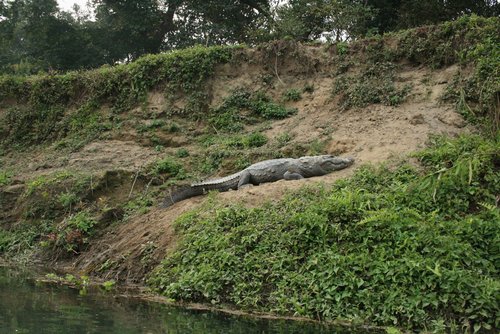 Nepal 2010---03_04-4_Crocodile seen during canoe riding.jpg