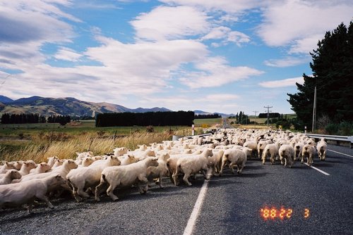 New Zealand 2000--- Sheep crossing a road seen on way to Queenstown.jpg