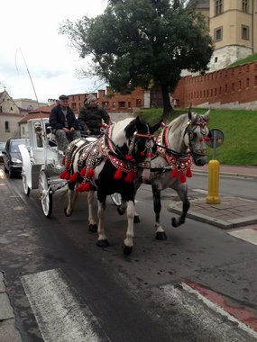 Poland 2016---D05-08-02-A pretty horse carriage for sightseeing seen on the way.jpg