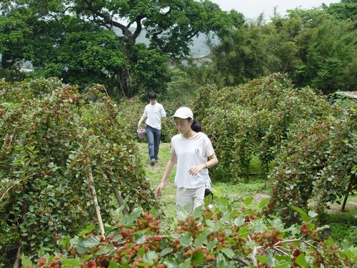 Taiwan-Kuanhsi 2004---Grasping mulberries in a private farm in Hsinchu County.jpg