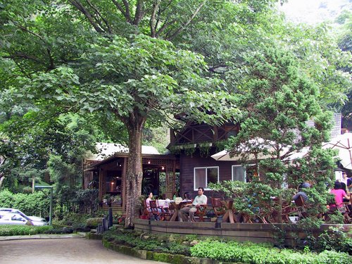 Taiwan-Kungkuan 2003---Tung Tree Coffee Shop under a tall tung tree in Miaoli.jpg
