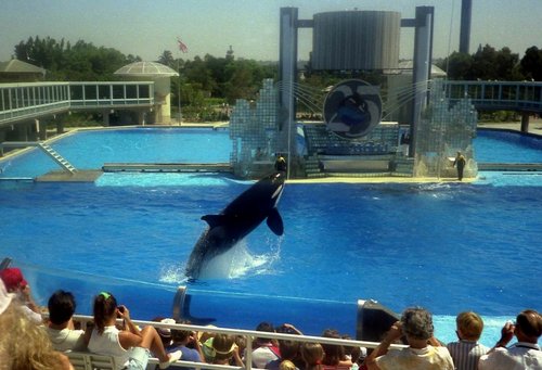 USA 1988---Killing Whales' show in Sea World in San Diego, California.jpg
