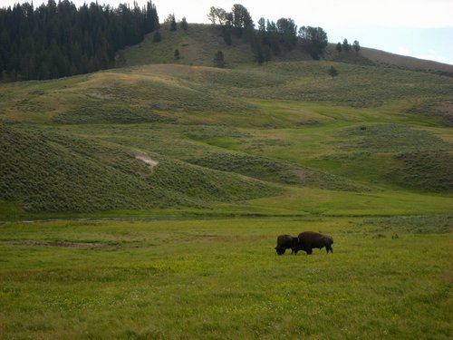 USA 2008---04-05-4 Bison seen in Yellowstone.jpg