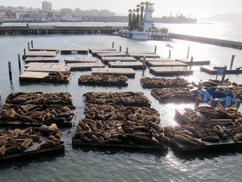 USA 2015 --- D02-10-02_SF - Sea lion piers seen in the warf.JPG